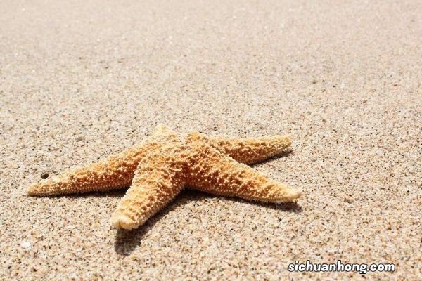 英国海滩现死海星,数量惊人如同迎来“世界末日”