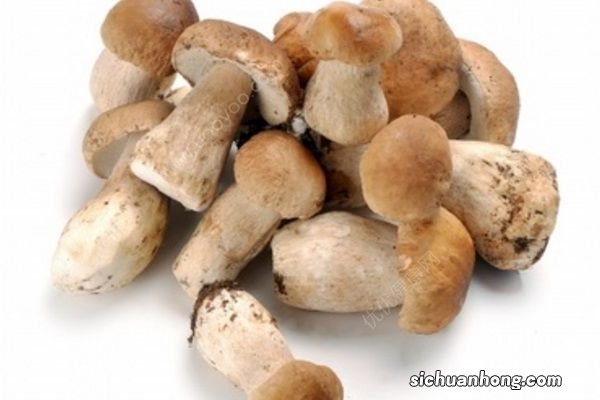 一家四口吃野蘑菇中毒,医生:夏季食物中毒高发