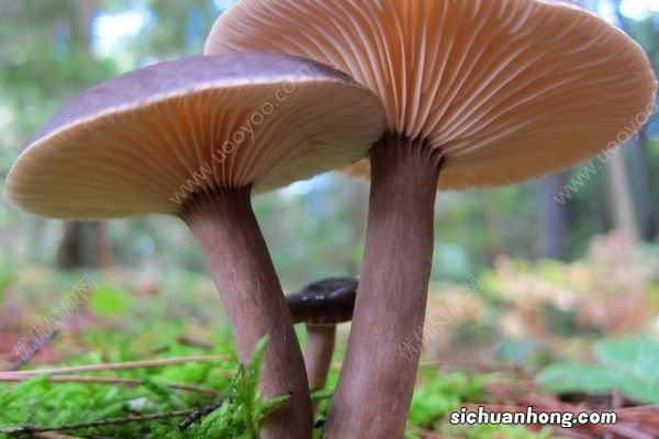 一家四口吃野蘑菇中毒,医生:夏季食物中毒高发