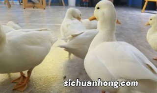 柯尔鸭原产地是哪里 柯尔鸭的简单介绍