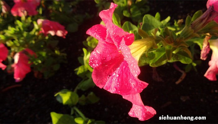 矮牵牛花的养殖方法和注意事项