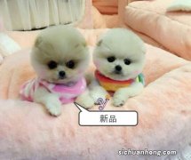 俊介犬好养吗