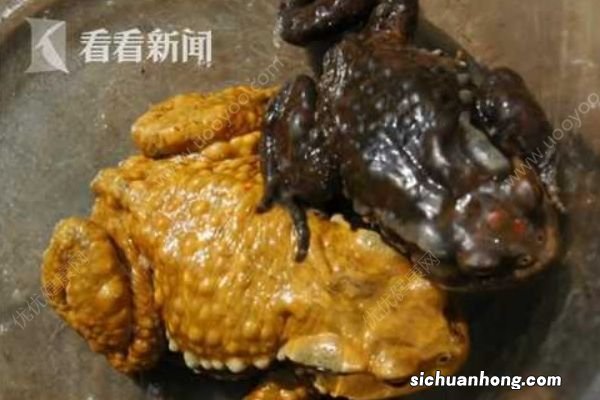 夫妻两人抓蟾蜍食用，妻子因吃蟾蜍卵中毒身亡