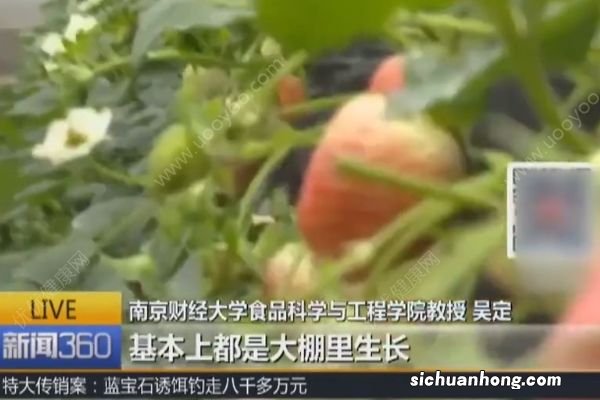 最脏水果排行榜不靠谱，专家：说草莓苹果农残高没依据