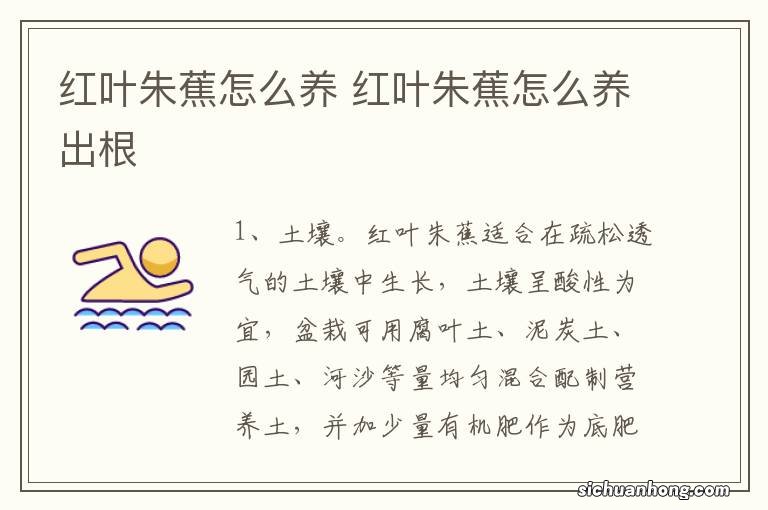 红叶朱蕉怎么养 红叶朱蕉怎么养出根