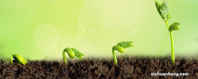 绿萝烧根了怎么挽救 烧根了怎么挽救