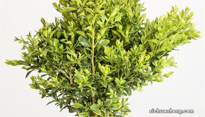 绿萝烧根了怎么挽救 烧根了怎么挽救