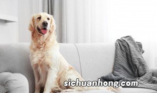 明日之后忠犬版本是什么意思 明日之后忠犬版本的意思