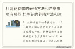 杜鹃花春季的养殖方法和注意事项有哪些 杜鹃花的养殖方法和注意事项介绍