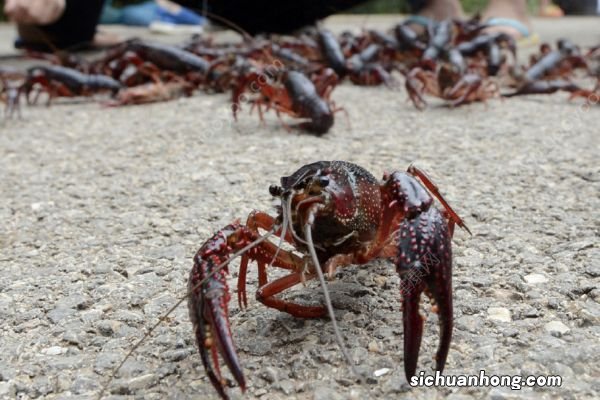德国小龙虾泛滥“求吃”,中国小龙虾涨价比茅台还快