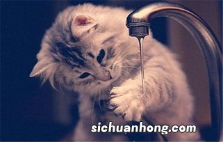 上厕所猫咪为什么喜欢守在旁边