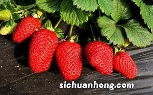 12月份草莓成熟了吗