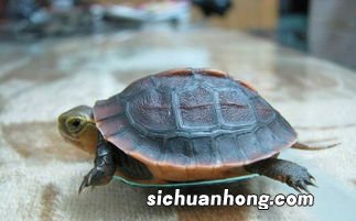 乌龟什么时候冬眠需要准备什么