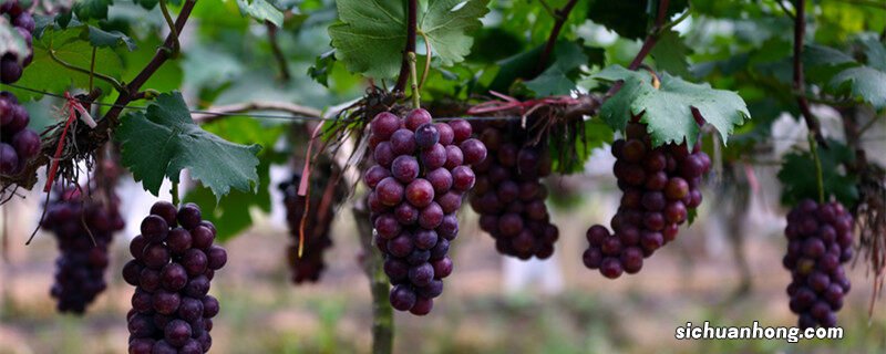 17葡萄如何管理 葡萄如何管理