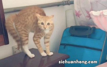 猫对主人弓背什么意思