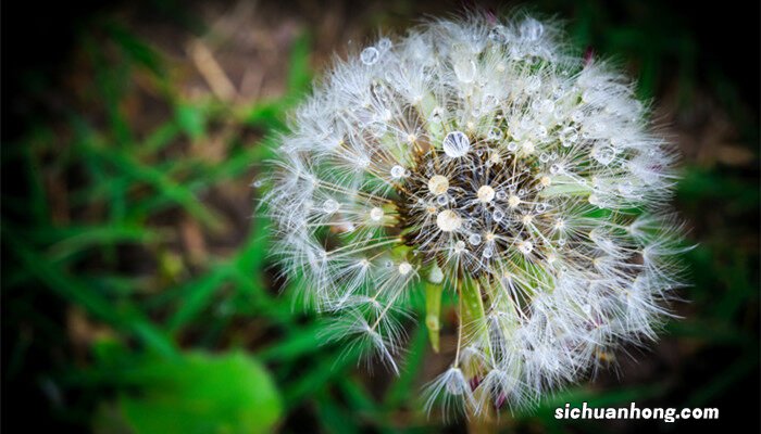 蒲公英的种子在哪里可以买原神 蒲公英的种子在哪里可以买