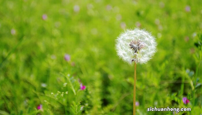 蒲公英的种子在哪里可以买原神 蒲公英的种子在哪里可以买