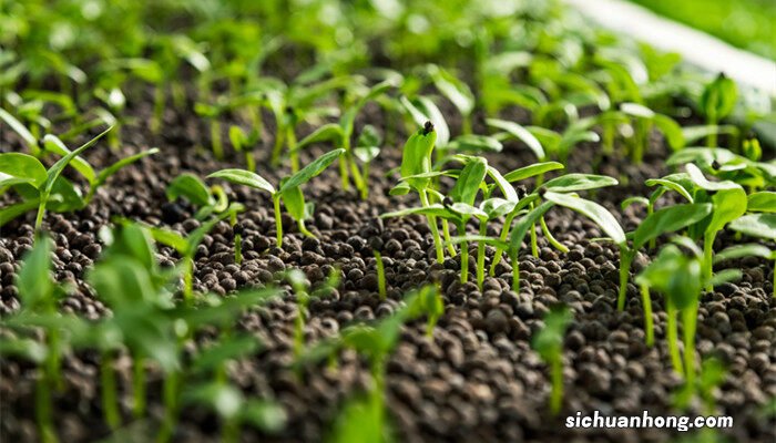 让种子发芽的最好方法 种子催芽的四种方法