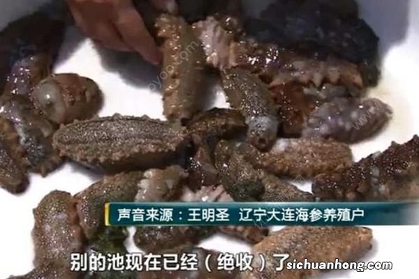 大连海参大量被“热”死,直接经济损失68.7亿