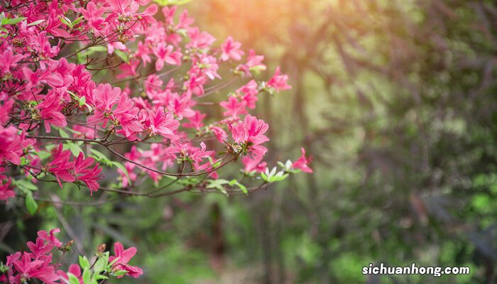杜鹃花叶子全部干枯还能活吗 杜鹃花干叶掉叶是什么原因