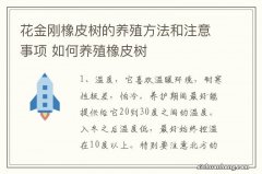 花金刚橡皮树的养殖方法和注意事项 如何养殖橡皮树