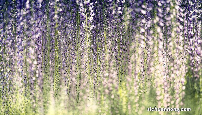 紫藤适合种在家门口吗风水好吗 紫藤适合种在家门口吗