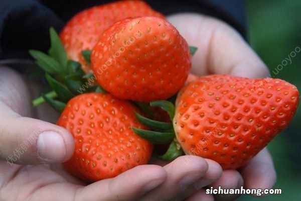 草莓挑选有技巧？五种草莓不要买