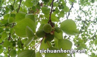 春季杏树修剪的基础方法 杏树春季修剪技术