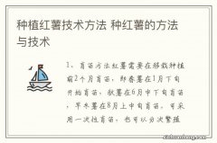 种植红薯技术方法 种红薯的方法与技术