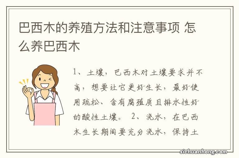 巴西木的养殖方法和注意事项 怎么养巴西木