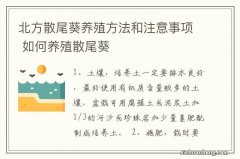 北方散尾葵养殖方法和注意事项 如何养殖散尾葵