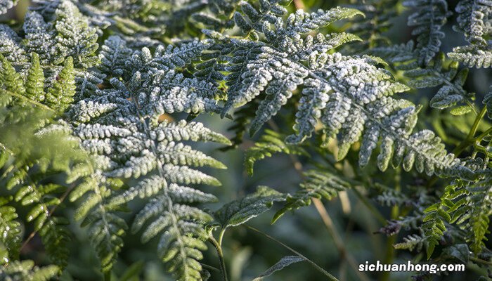 单双子叶植物叶的异同点 如何区分单子叶和双子叶植物