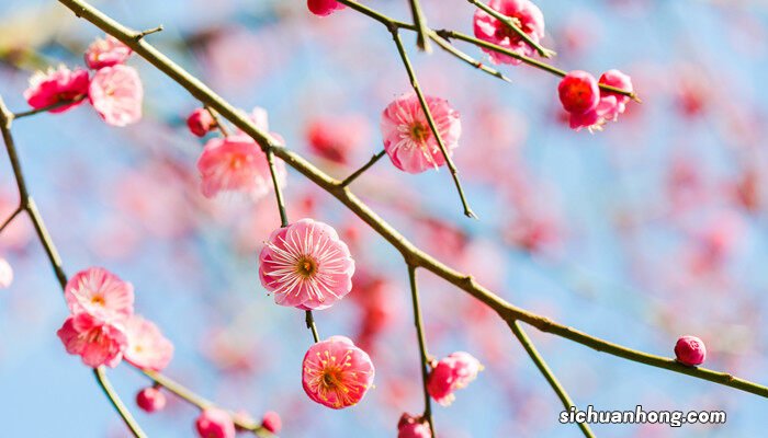 白色雀梅的花语和寓意是什么 白色雀梅的花语和寓意