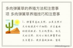 多肉弹簧草的养殖方法和注意事项 多肉弹簧草养殖技巧和注意事项有哪些