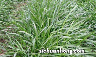 黑麦草优缺点 关于黑麦草的介绍