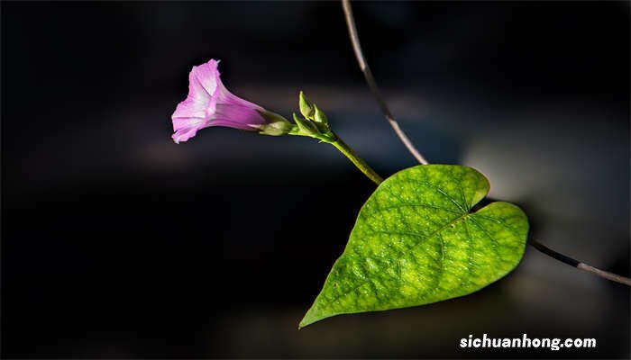 为什么牵牛花在凌晨四点开花呢 为什么牵牛花在凌晨四点开花