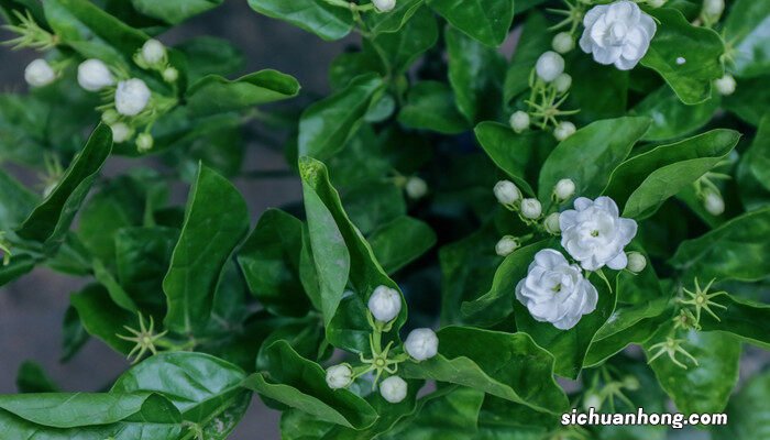 茉莉花的养护和注意事项 茉莉花的养护