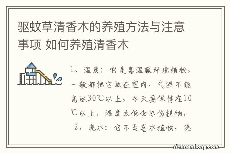 驱蚊草清香木的养殖方法与注意事项 如何养殖清香木