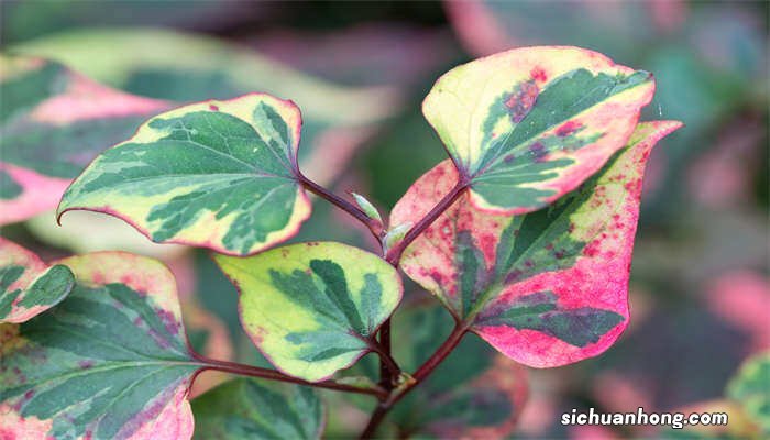一根蜈蚣草怎么繁殖多根的 一根蜈蚣草怎么繁殖多根