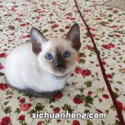 为什么很多猫舍不卖暹罗