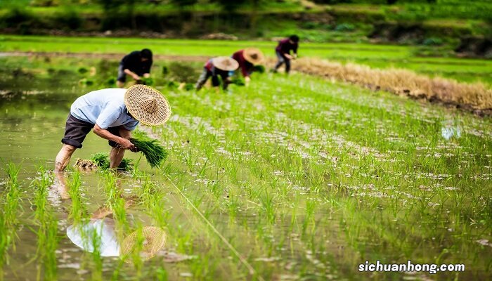 菜子油渣做肥料如何使用 菜子油渣做肥料