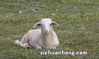 养羊的简单方法 怎么养羊长得快?
