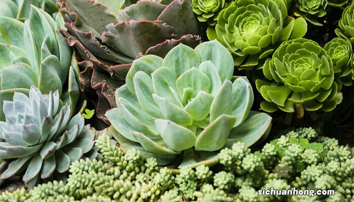 驱蚊观音莲的养殖方法和注意事项