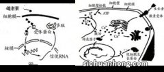 吲哚乙酸的化学本质是什么