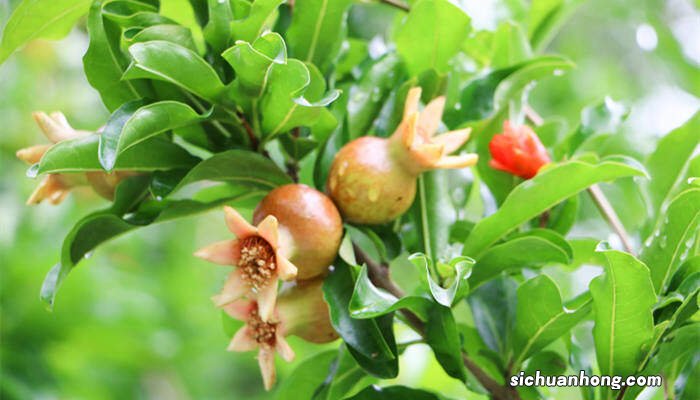 石榴花在哪个季节开放告诉我 石榴花在哪个季节开放