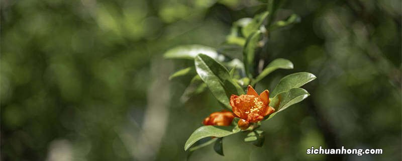 石榴花在哪个季节开放告诉我 石榴花在哪个季节开放