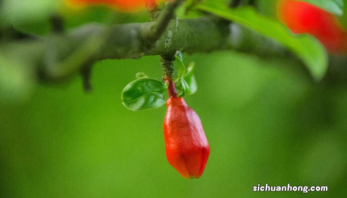 石榴花在哪个季节开放告诉我 石榴花在哪个季节开放