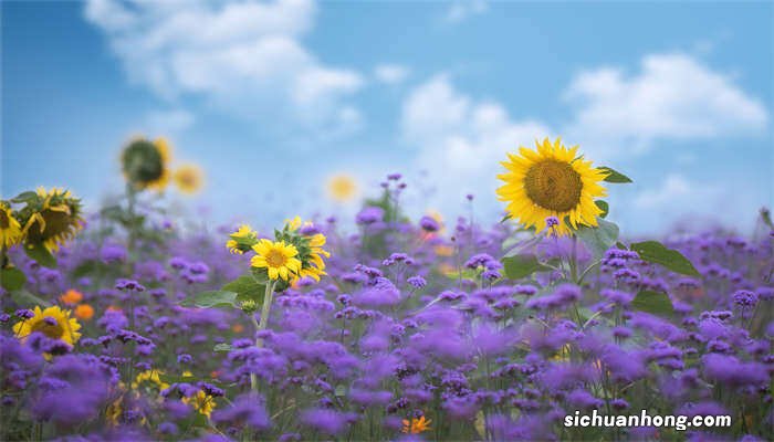 太阳花种子什么季节种最好 太阳花种子几月份种