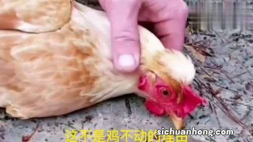 在鸡面前画一条线是什么原理