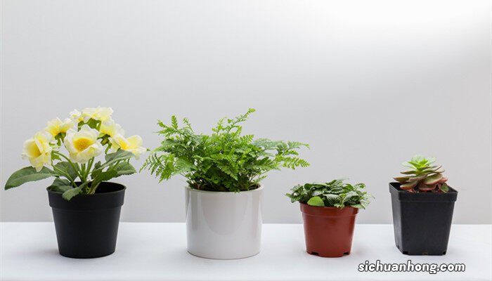 巴西木开花的传说有哪些 巴西木开花的传说